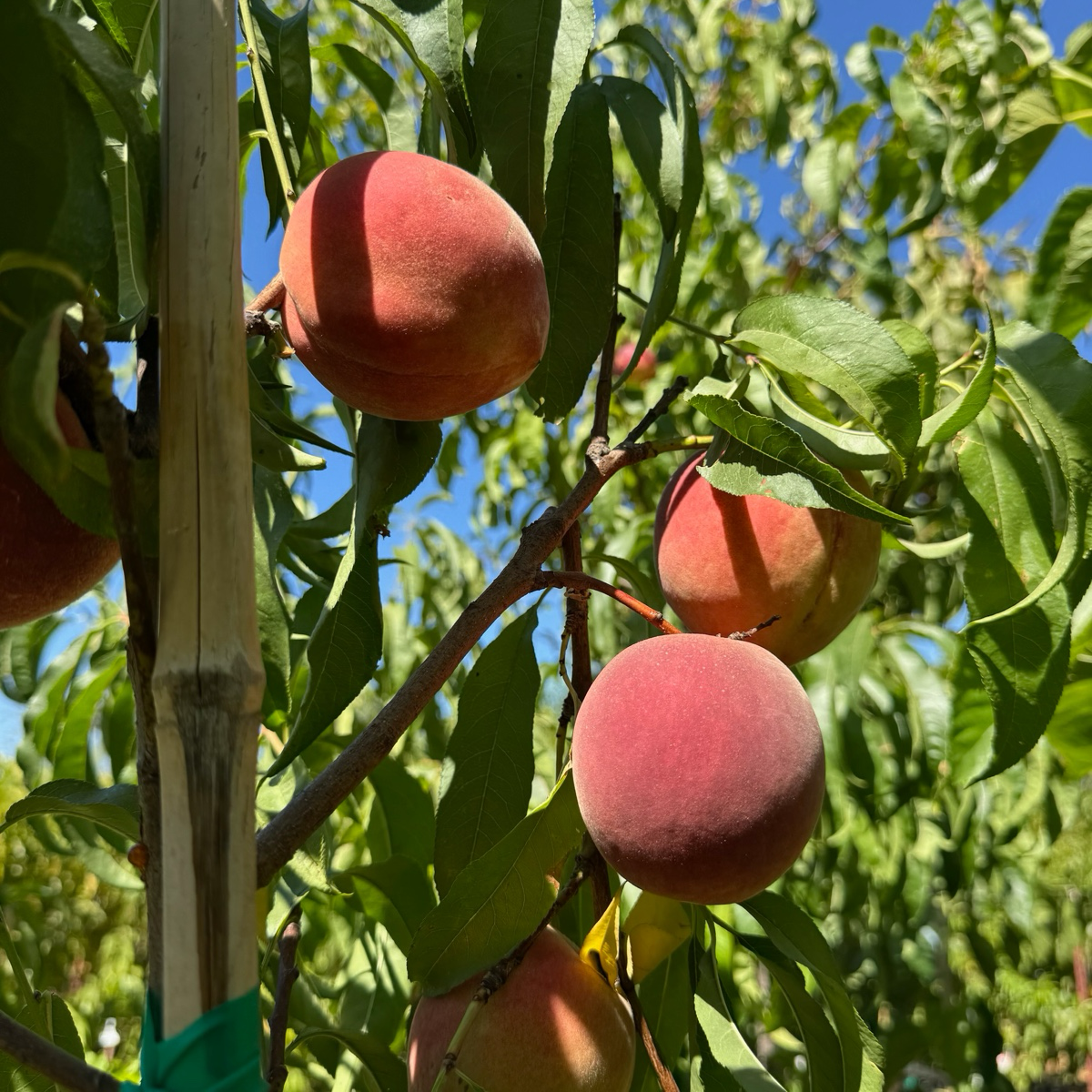 Snow Giant White Peach