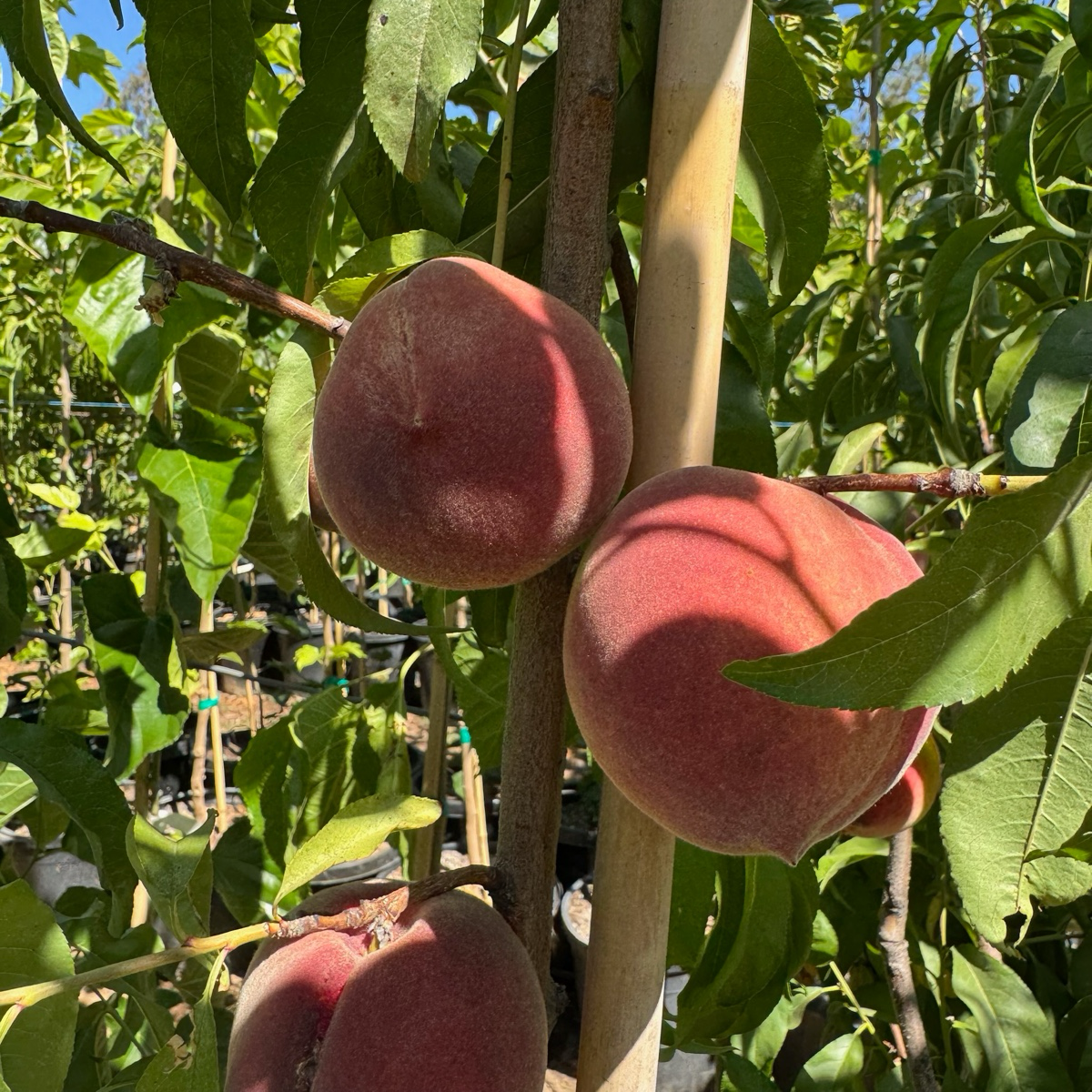 Snow Giant White Peach