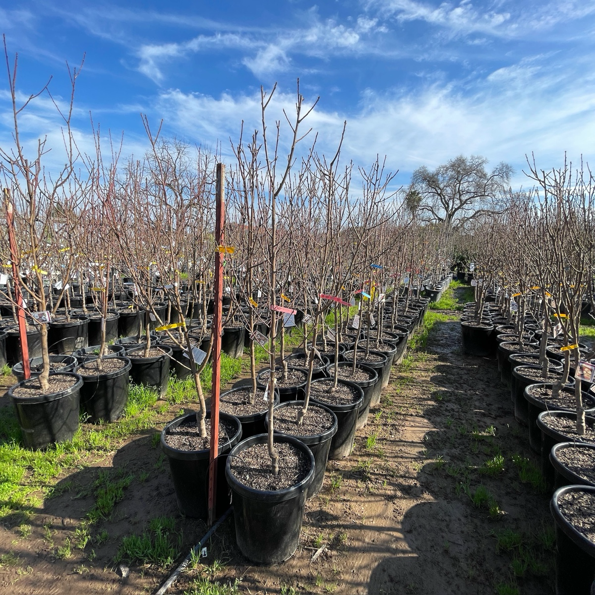 Snow Giant White Peach