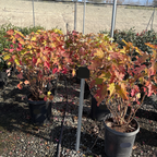 Snow Queen Oakleaf Hydrangea