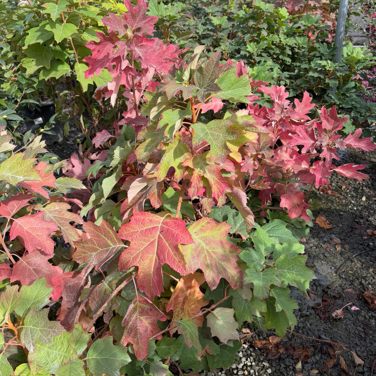 Snow Queen Oakleaf Hydrangea