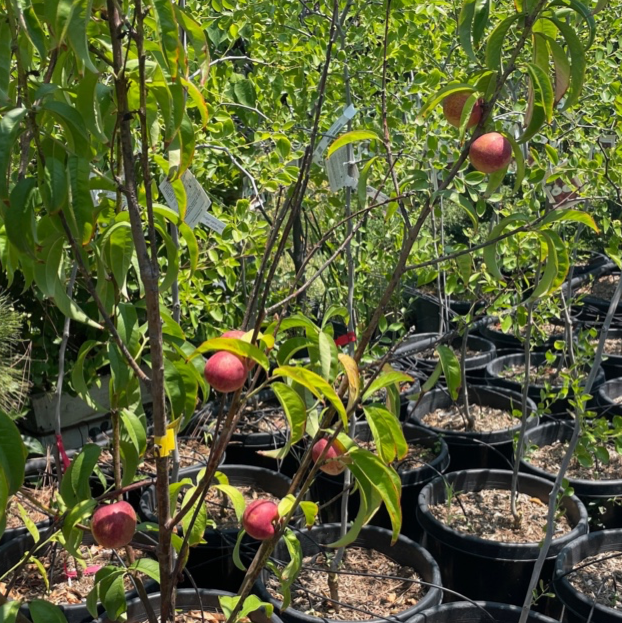 Snow Queen White Nectarine