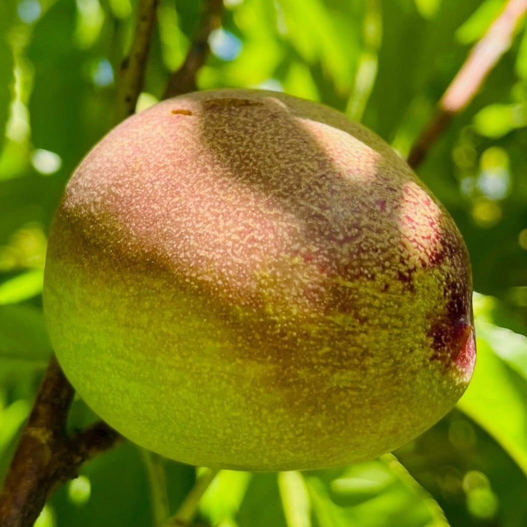 Snow Queen White Nectarine