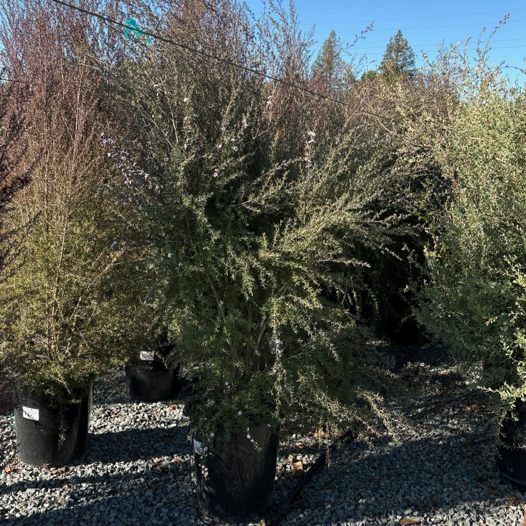 Snow White New Zealand Tea Tree