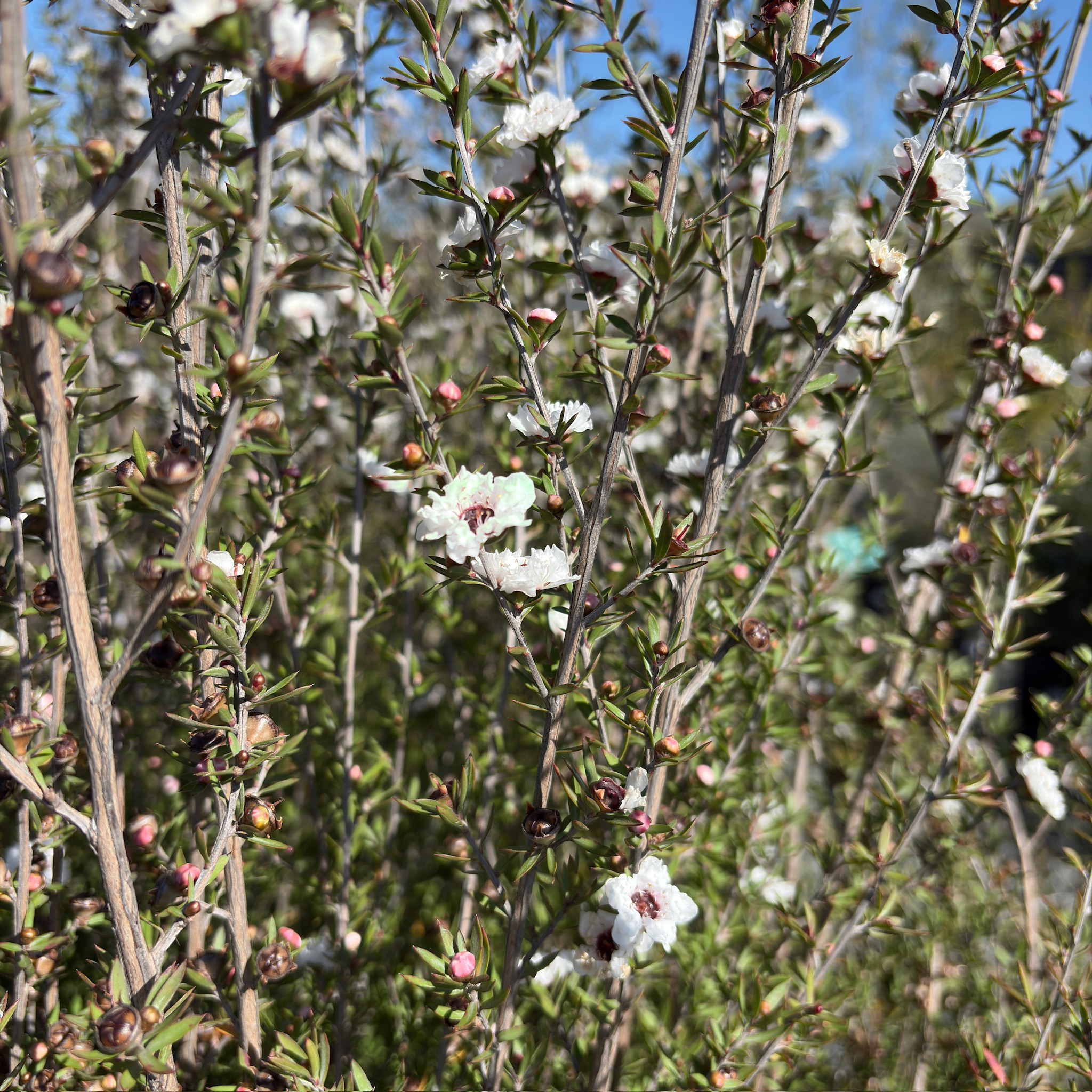 Snow White New Zealand Tea Tree