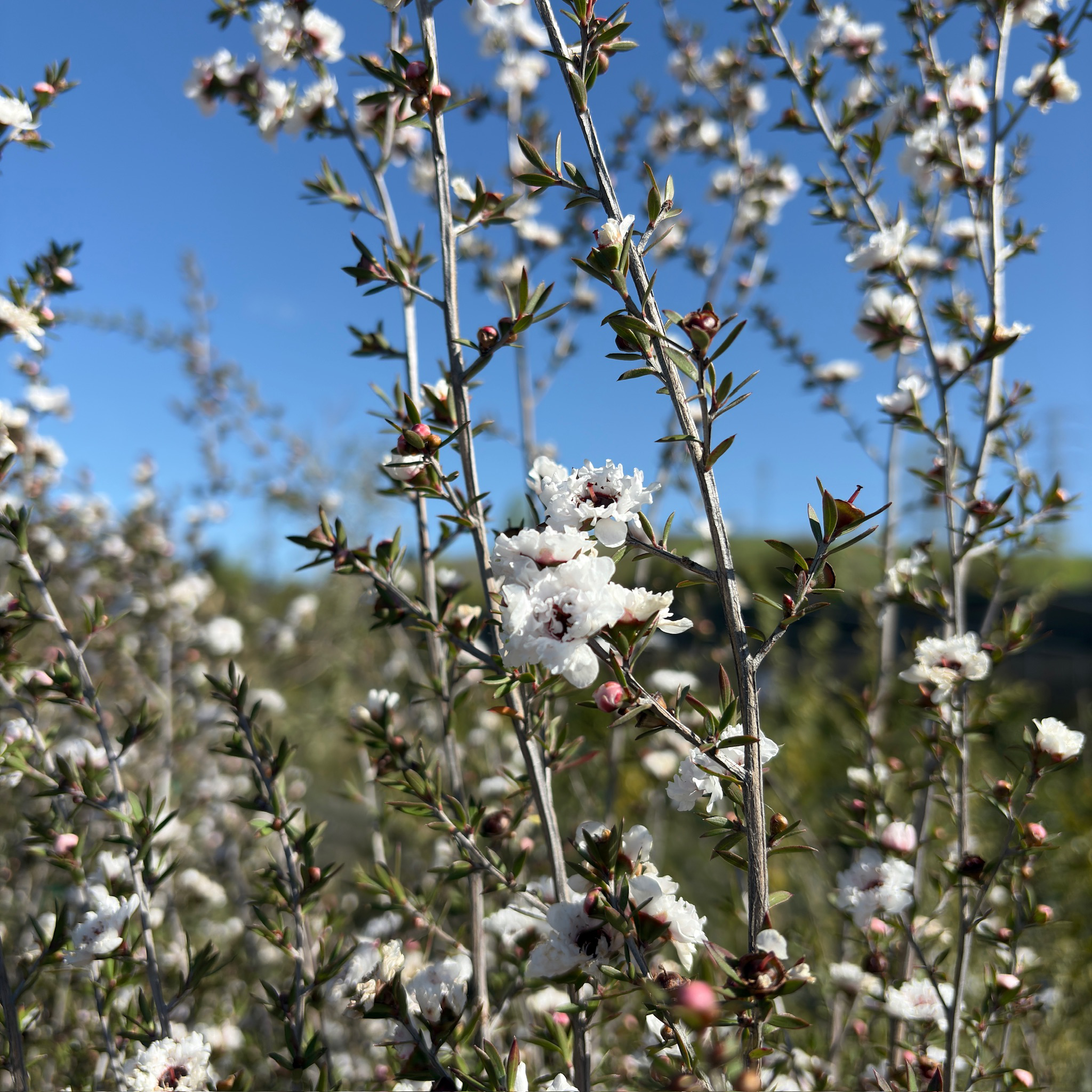 Snow White New Zealand Tea Tree
