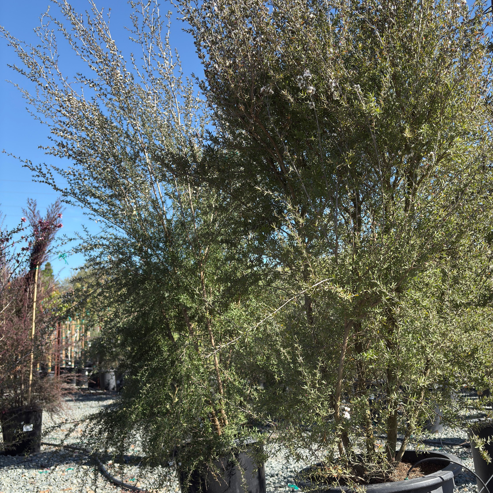 Snow White New Zealand Tea Tree