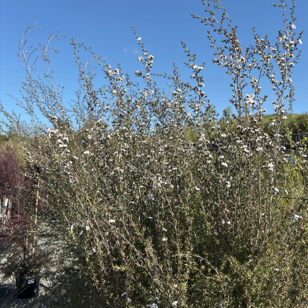 Snow White New Zealand Tea Tree