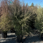Snow White New Zealand Tea Tree