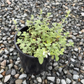 Snowflake Catmint