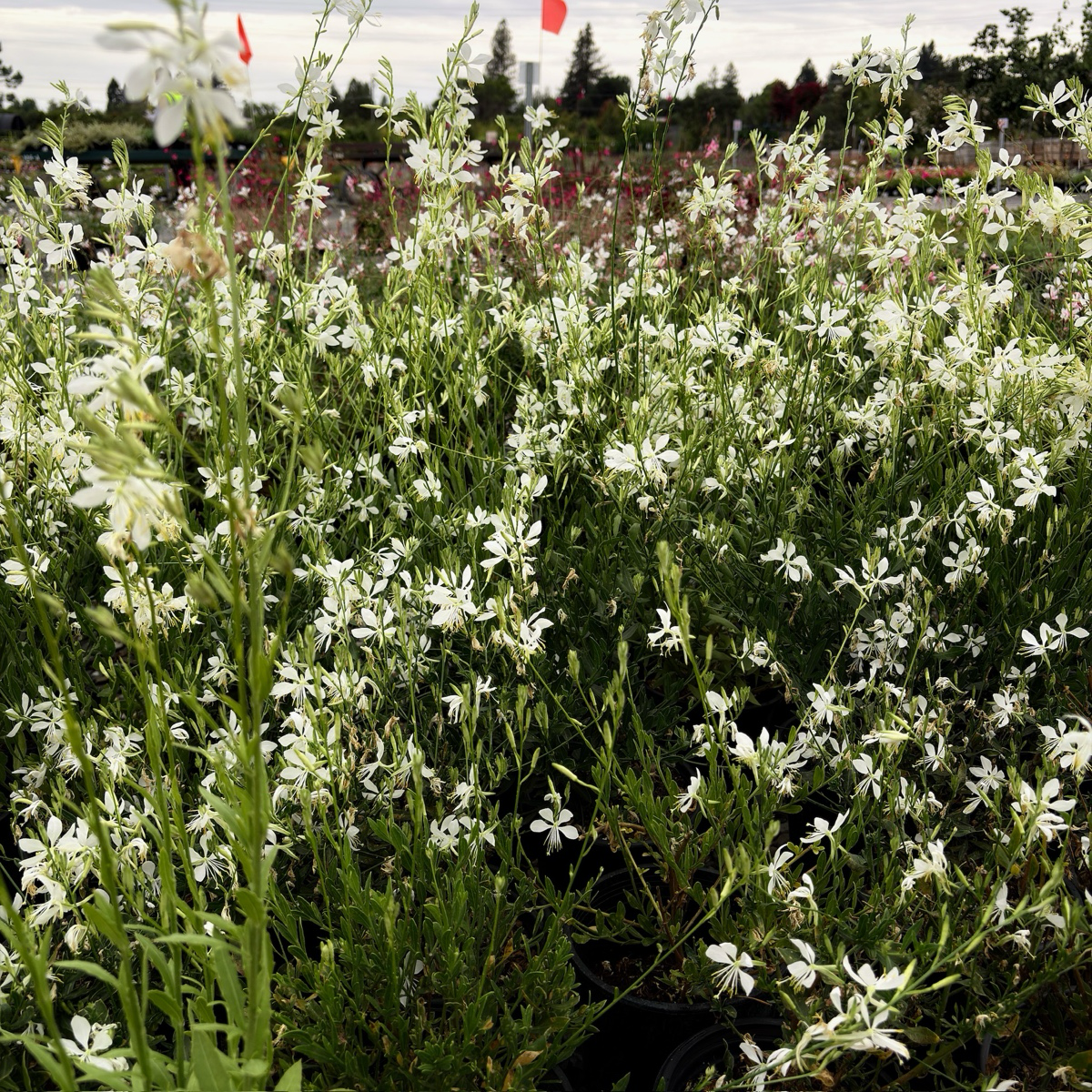 So White Beeblossom