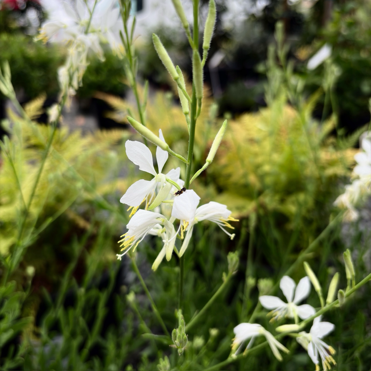 So White Beeblossom