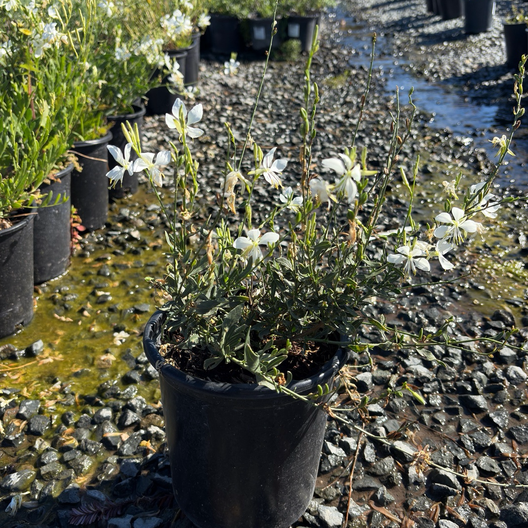 So White Beeblossom