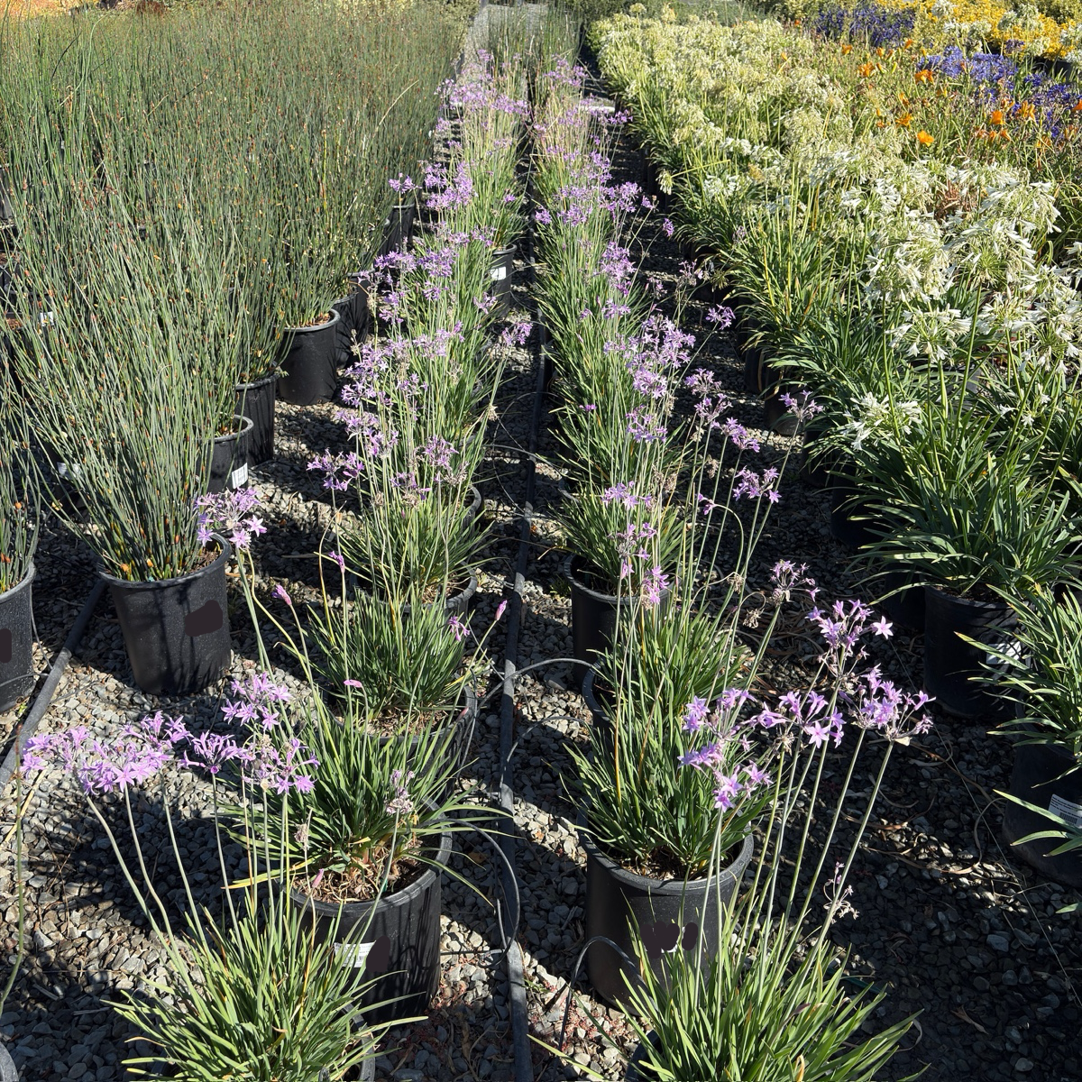Row of potted Society Garlic plants with purple flowers in a garden setting