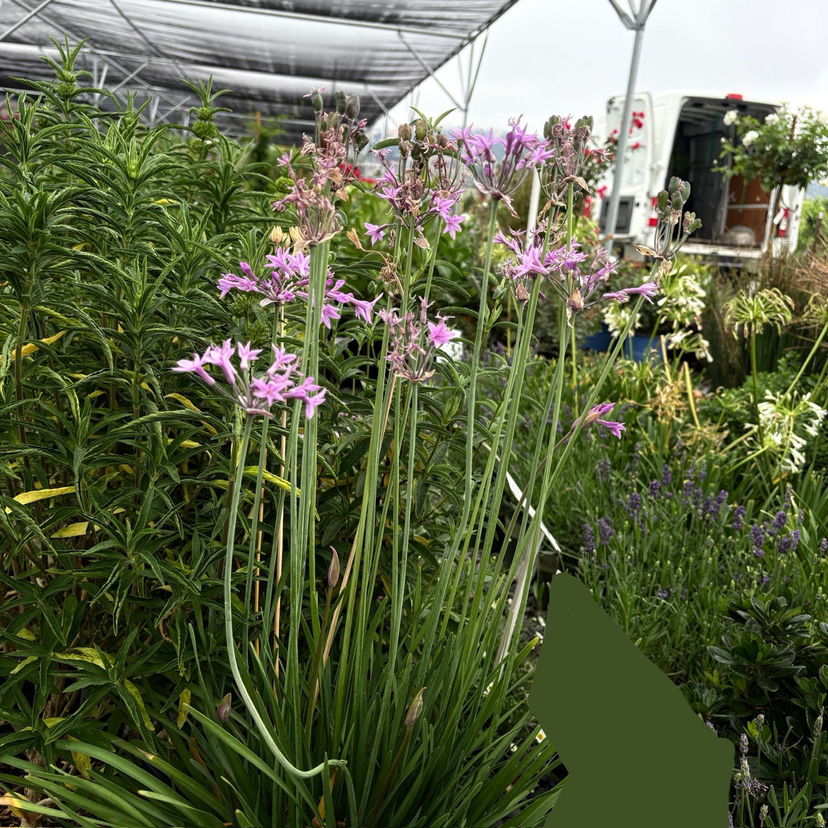 Purple flowering Society Garlic plants in a greenhouse setting with greenery and a truck in the background.