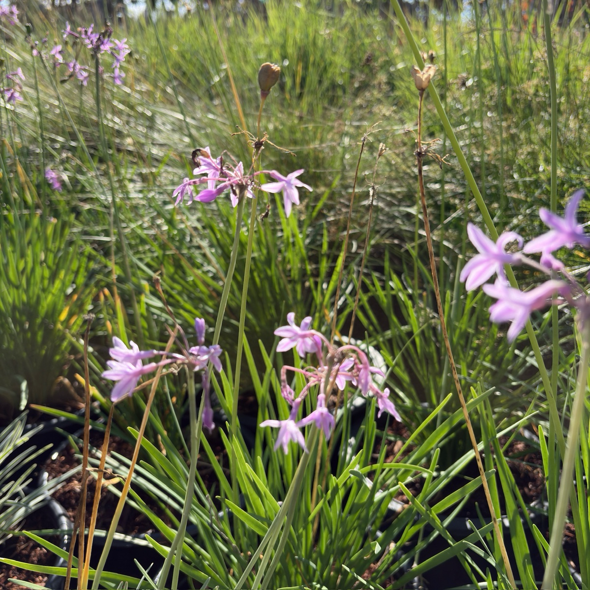 Society Garlic Purple flowers amidst green grass