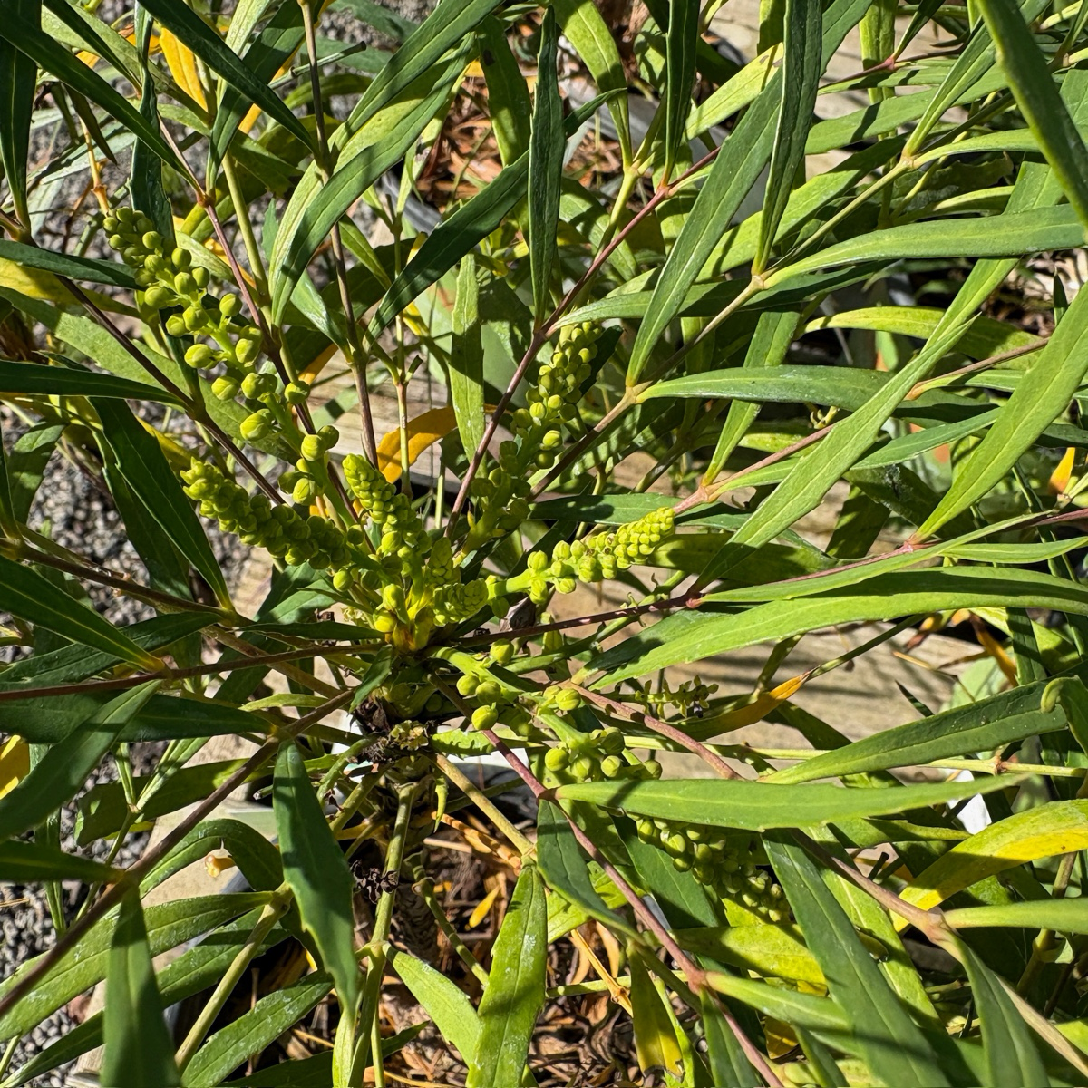 Soft Caress Grape Holly