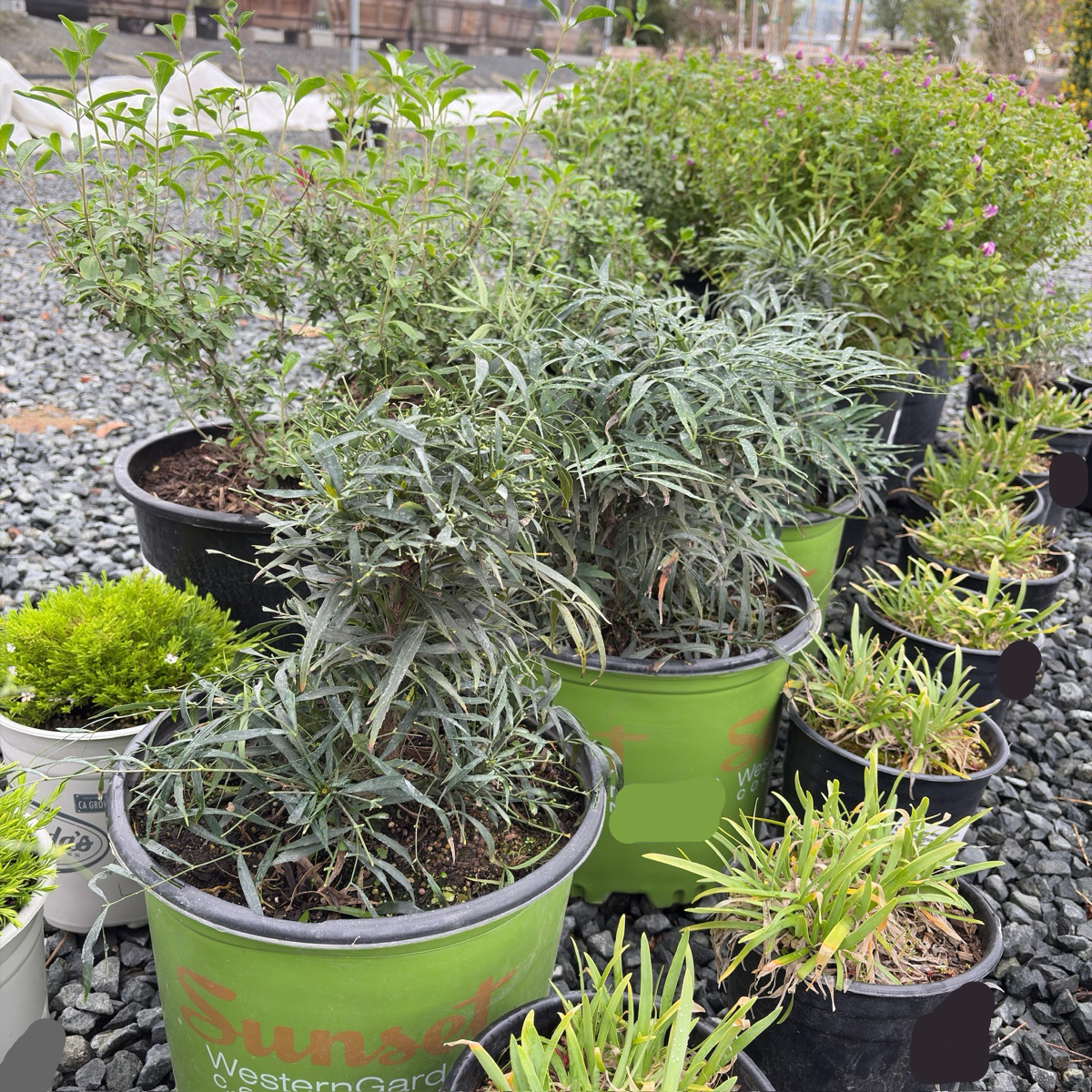 Soft Caress Grape Holly