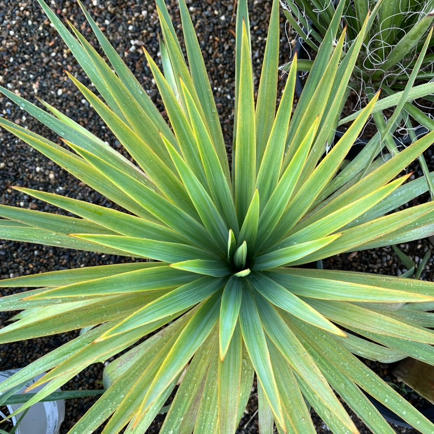 Yucca Plant Overview and Landscape Use – Victory Nursery Yucca Plant Overview and Landscape Use – Victory Nursery