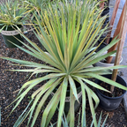 Potted Soft Leaf Yucca with long green leaves in a garden setting