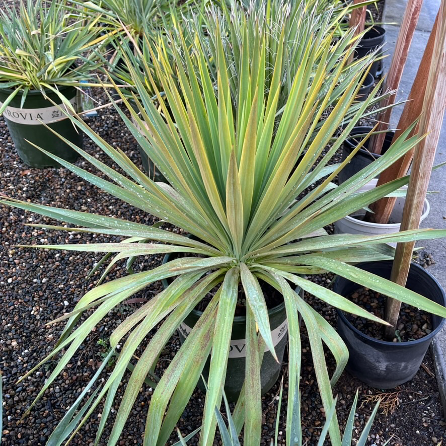Potted Soft Leaf Yucca with long green leaves in a garden setting
