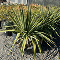 Potted Soft Leaf Yucca with long green leaves on a gravel surface