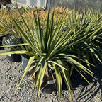 Potted Soft Leaf Yucca with long green leaves on a gravel surface