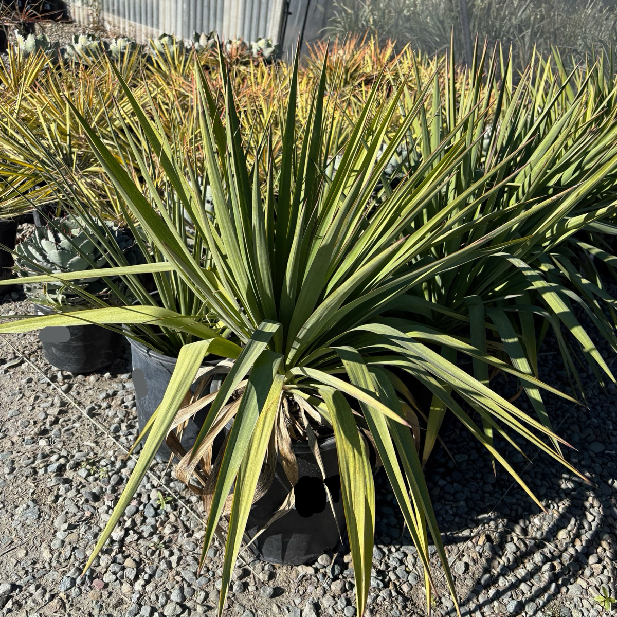 Soft Leaf Yucca
