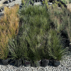 Row of potted Soft Rush in a garden setting
