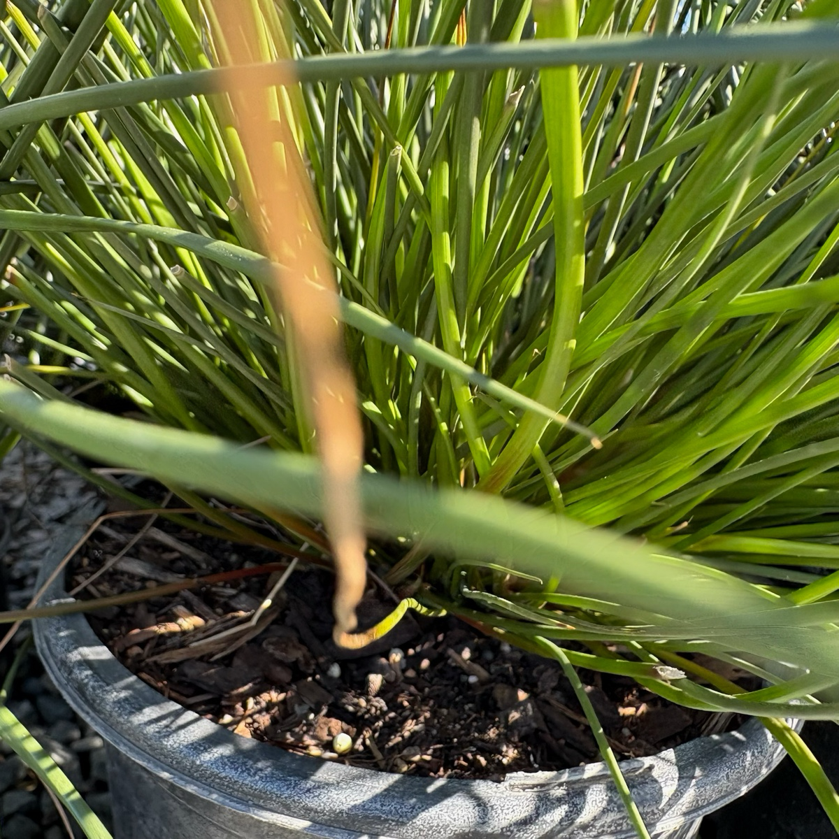 Potted Soft Rush plant with green leaves and brown soil