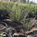 Soft Shield Fern