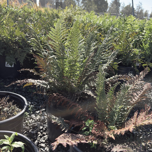 Soft Shield Fern | Lacy Green Clumping Fronds – Victory Nursery