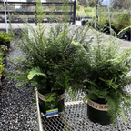 Soft Shield Fern
