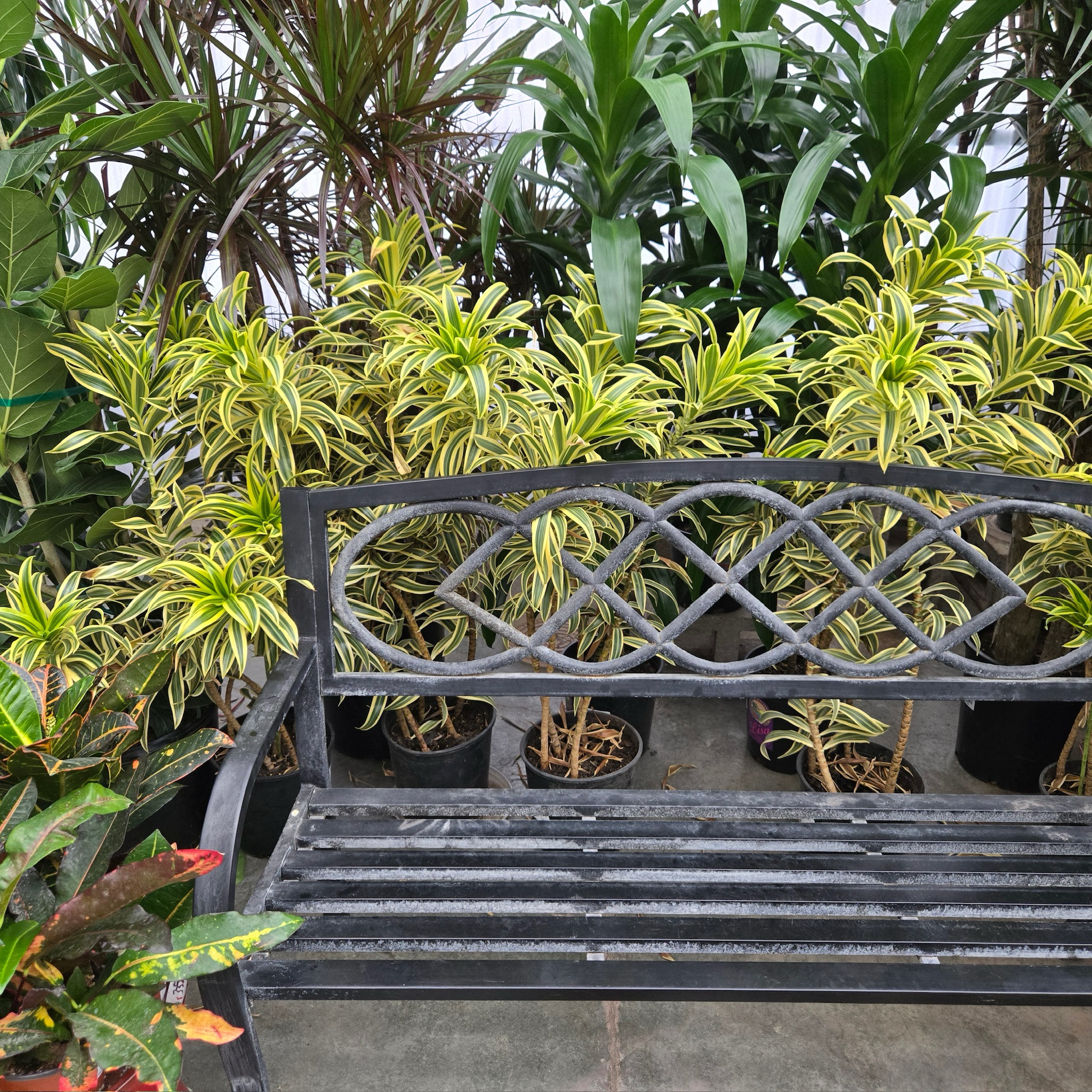 dracaena farm nursery Song of India Dracaena