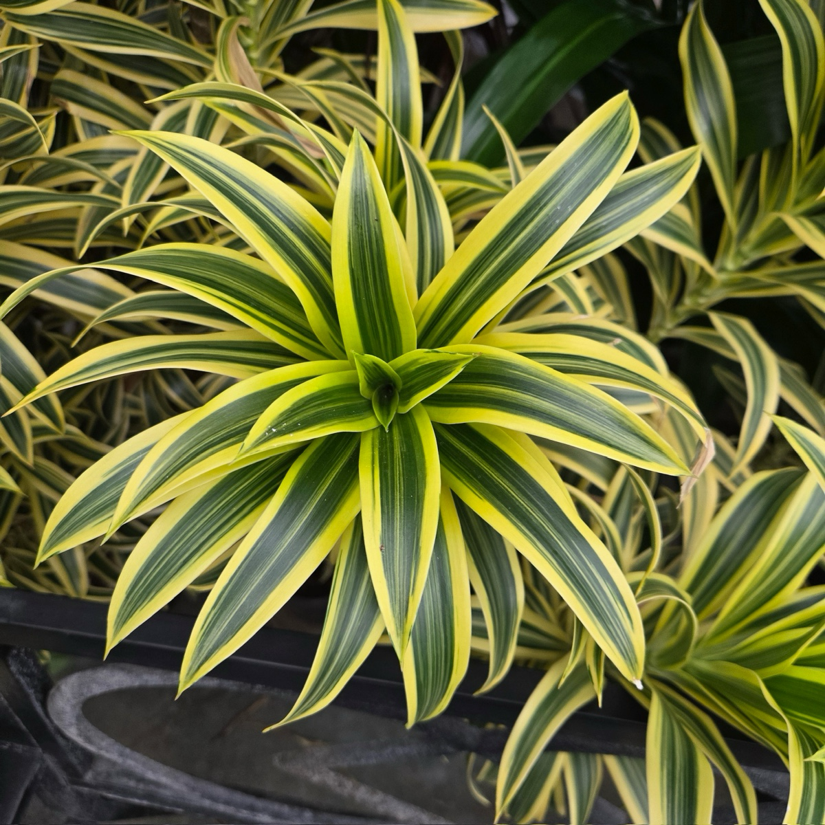 dracaena sol o sombra Song of India Dracaena
