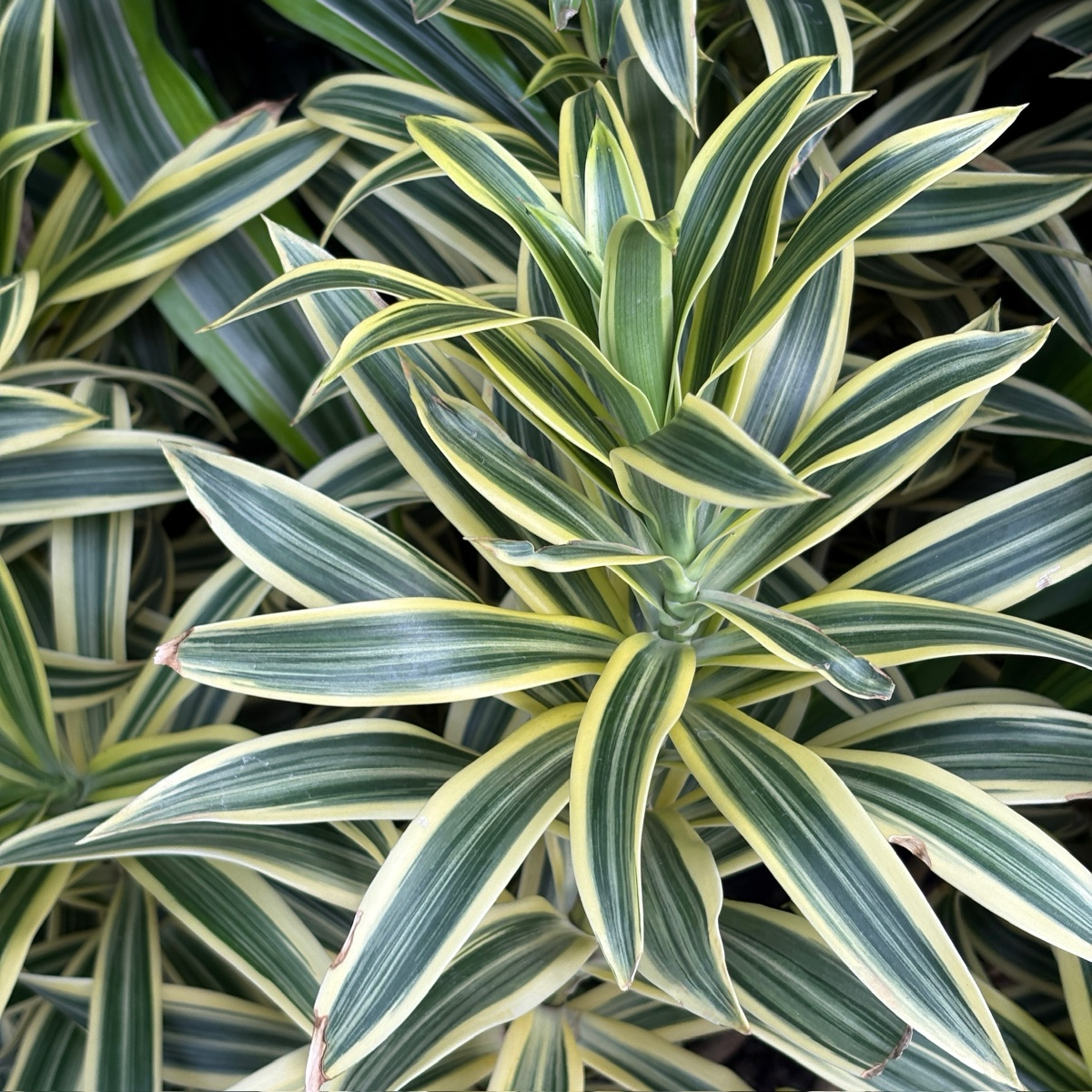dracaena sol o sombra Song of India Dracaena