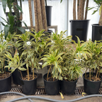 Song of India Dracaena 