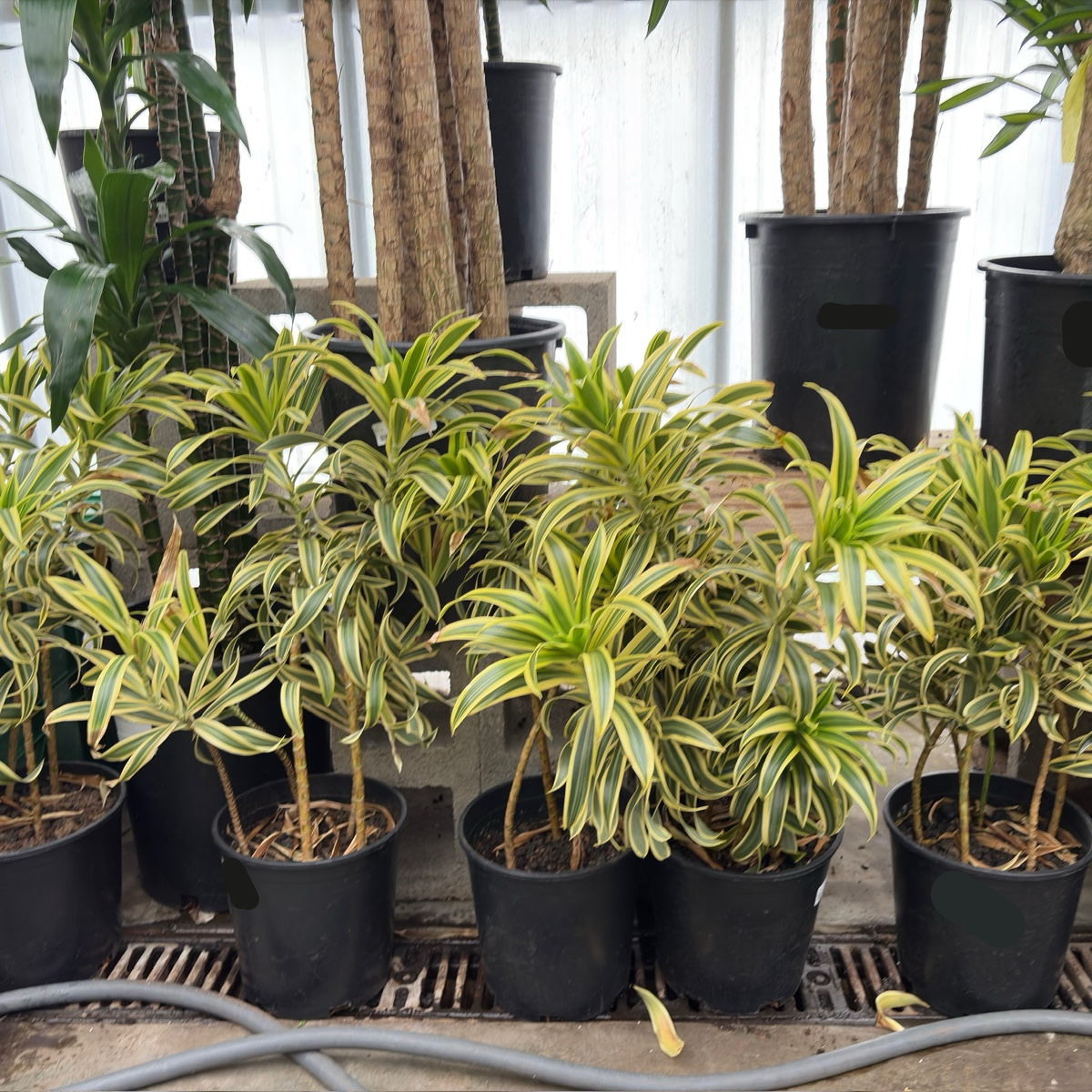 Song of India Dracaena 