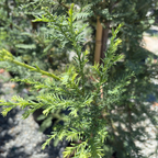 Close-up of Soquel Coast Redwood branch with blurred background