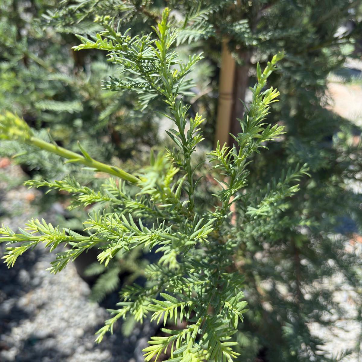 Close-up of Soquel Coast Redwood branch with blurred background