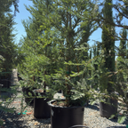Potted Soquel Coast Redwood in a nursery setting with a clear sky.