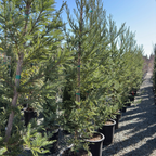 Soquel Coast Redwood