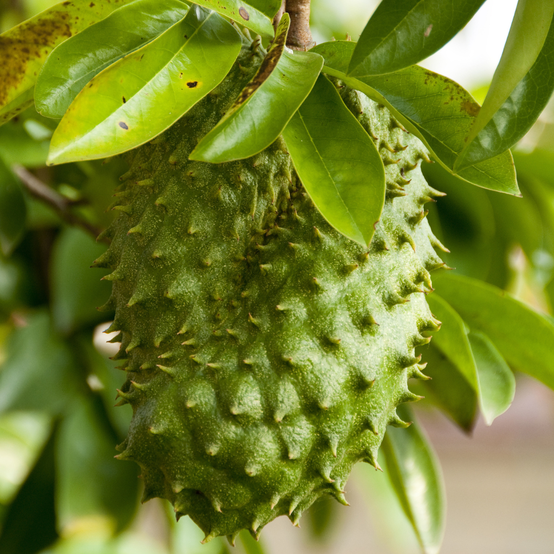Soursop