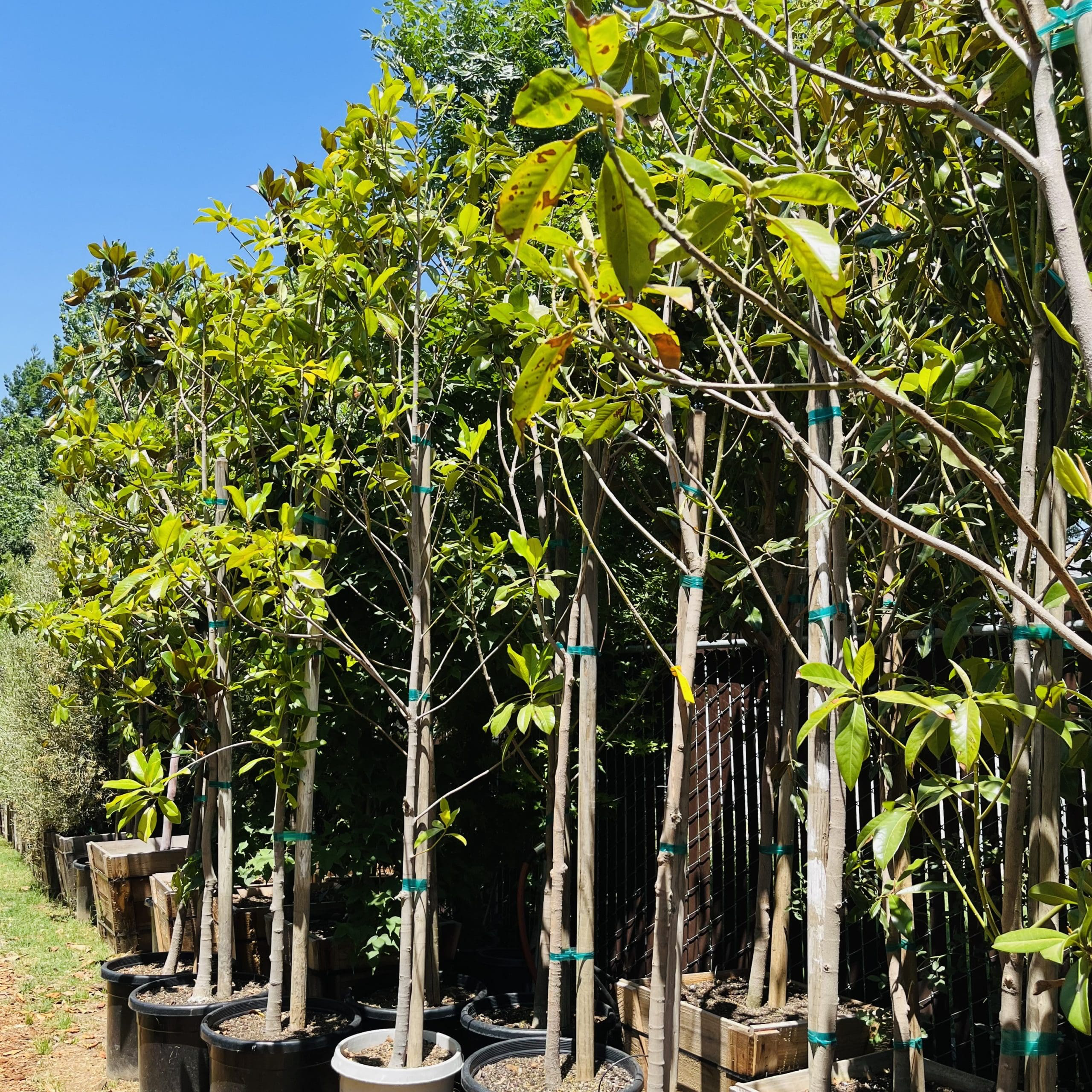 Row of Southern Large Magnolia trees in pots with green ties against a natural background