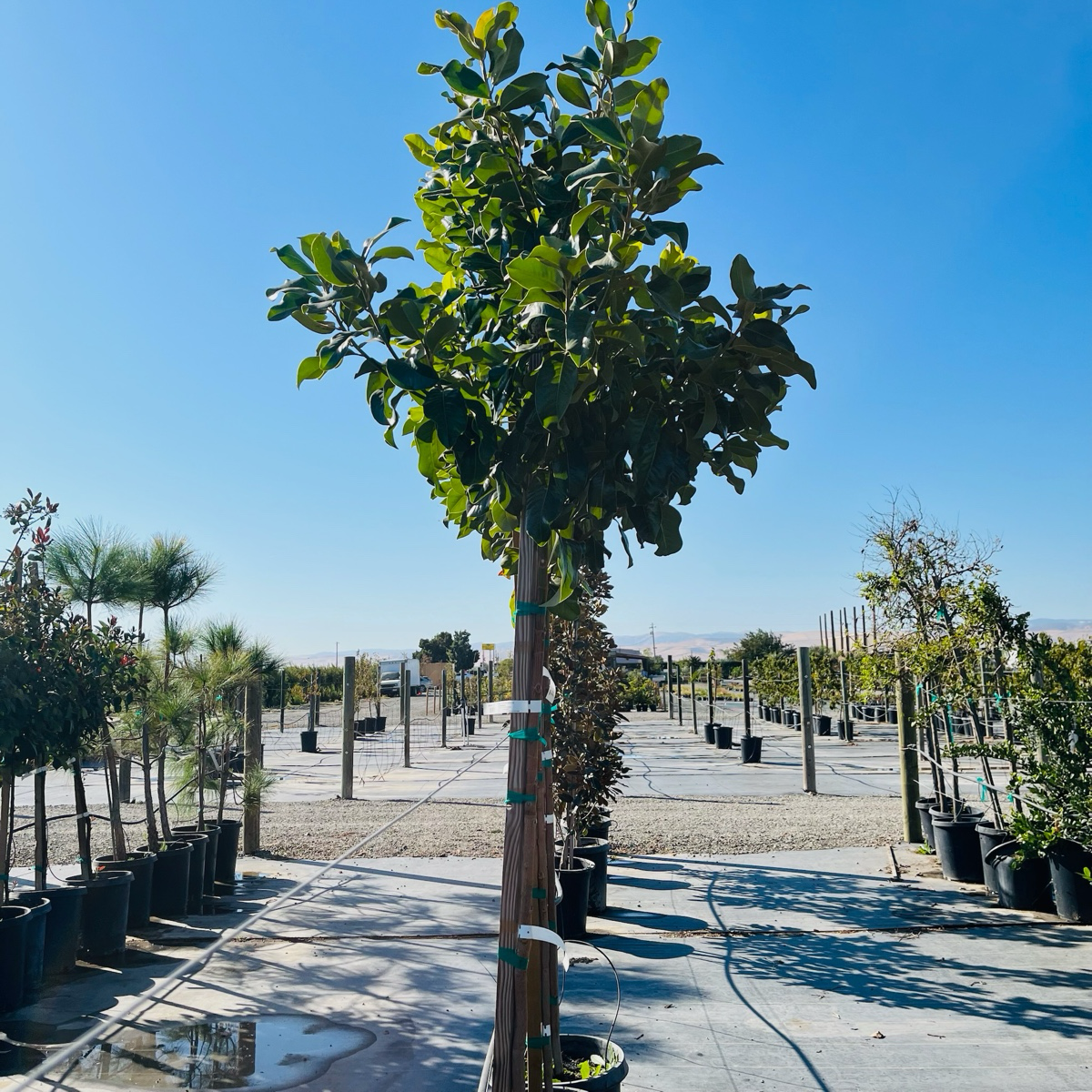 Large potted Southern Large Magnolia tree in a nursery setting with clear blue sky