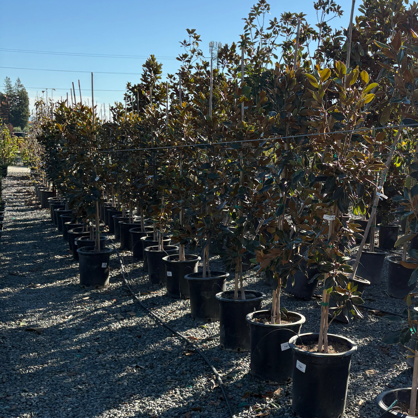Row of potted Southern Large Magnolia trees in a nursery setting