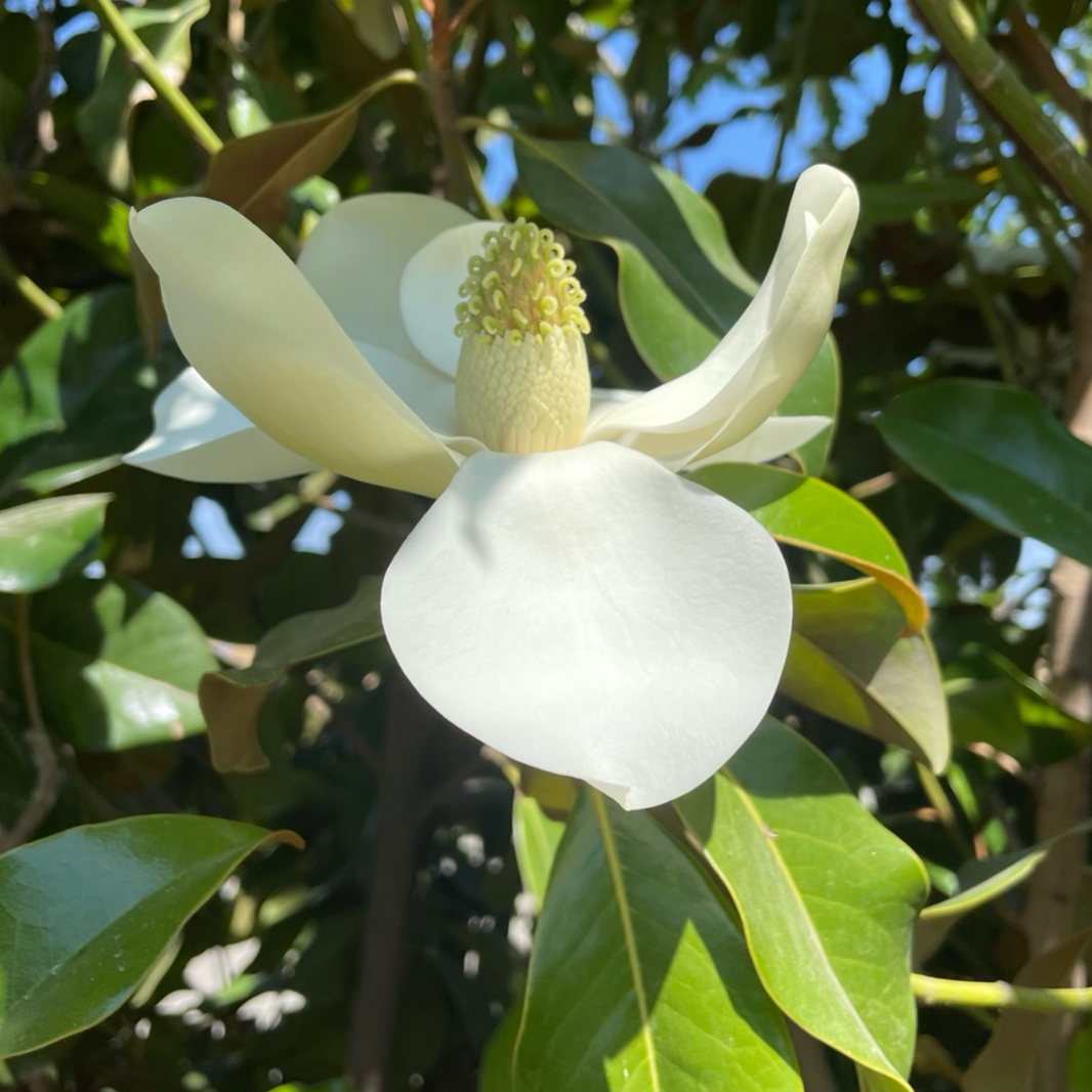 Close-up of Southern Large Magnolia white flower with green leaves in the background