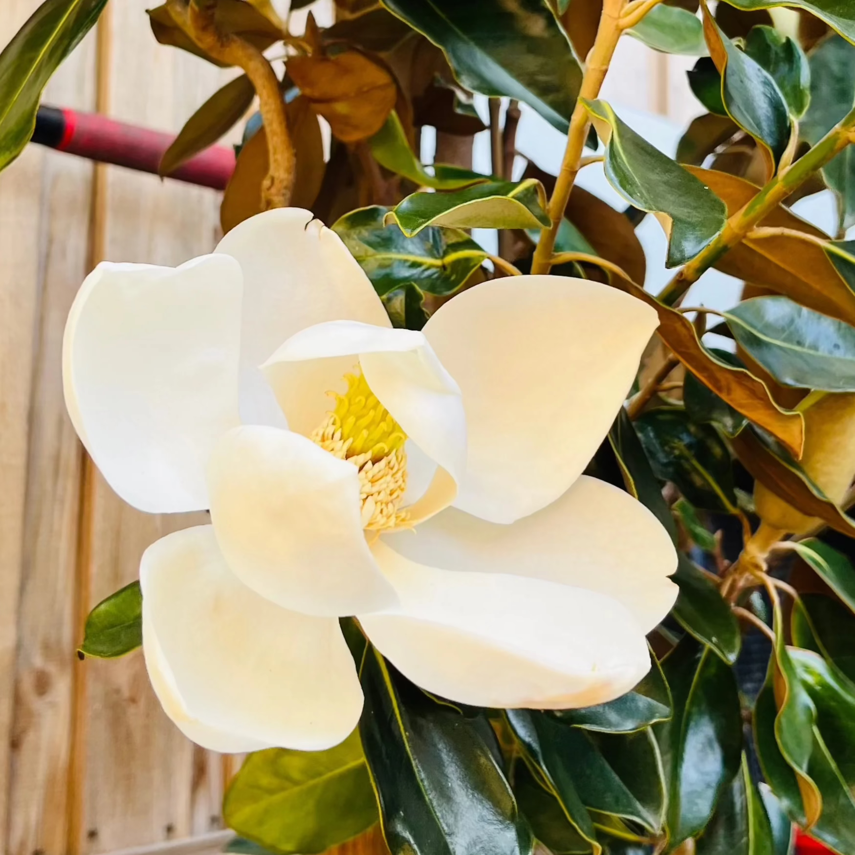 Close-up of Southern Large Magnolia flower with green leaves on a blurred background