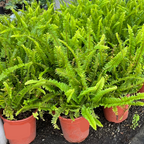 Row of potted Kupukupu plants in red pots on a black surface