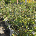 Southmoon Blueberry